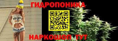 шишки Можга